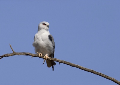Medio Ambiente invertirá 13 millones para proteger a las aves de las líneas eléctricas en regiones como Extremadura