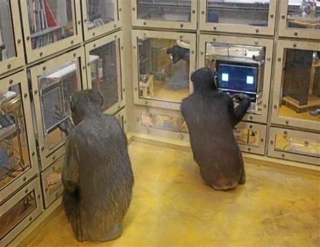 Chimpancés superan a humanos en juegos matemáticos
