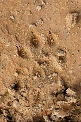 Existe un curso sobre los rastros de la fauna ibérica