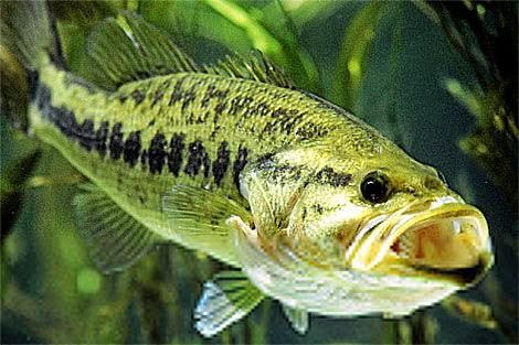 Insufrible contaminación estrogénica en ríos y aguas españolas