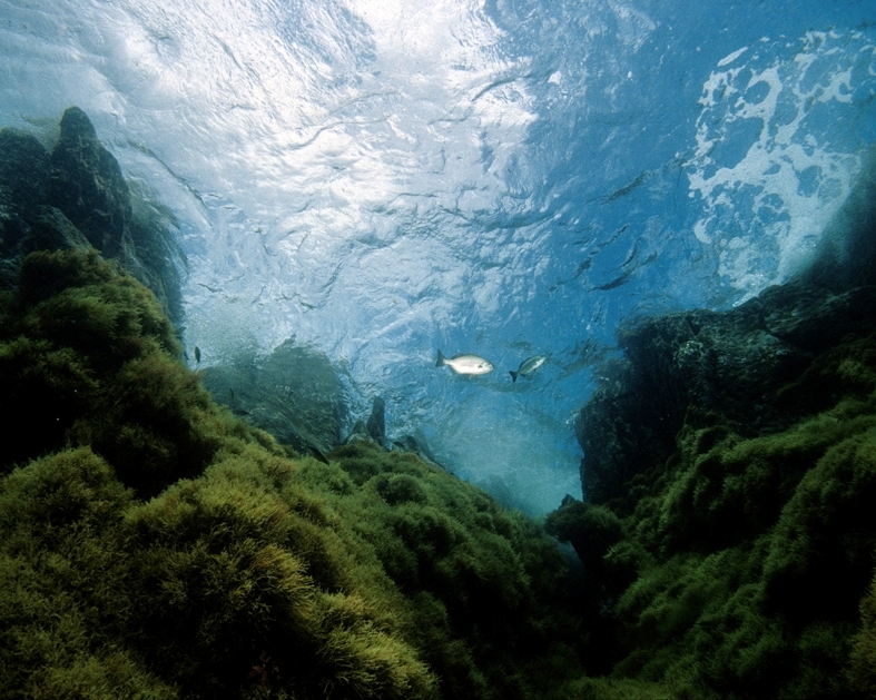 Medio Ambiente abre a consulta pública la propuesta de cinco nuevos LIC marinos