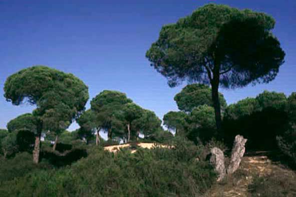 Andalucía teme ‘recortes’ medioambientales