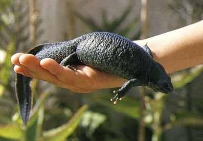 Rescatados varios centenares de gallipatos atrapados en una piscina privada de Valdemorillo
