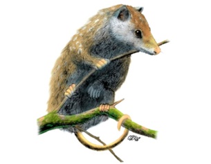 Restos del último marsupial europeo en Castellón