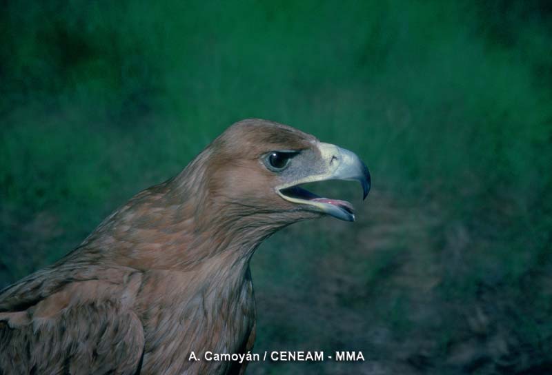 El MARM participa en la jornada “La Caza y la Conservación de Aves Necrófagas” en Córdoba
