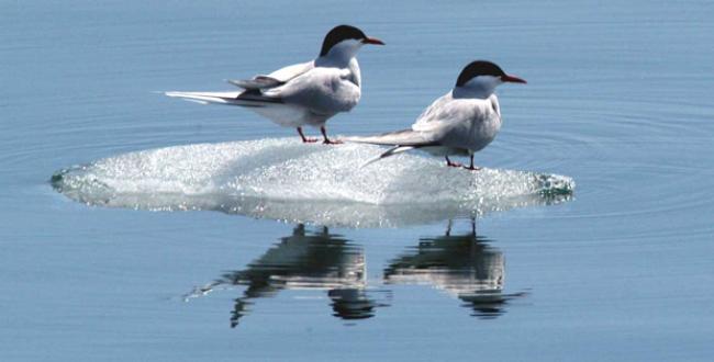 El ‘desmoronamiento’ del Ártico adelanta la reproducción de las aves
