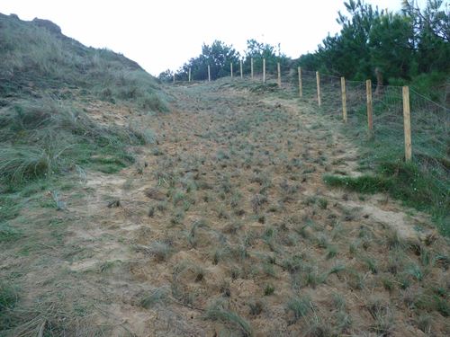 Biomasa ‘clave’ para crear empleo y reducir CO2