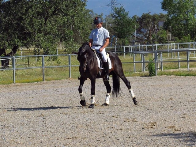 Realizan pruebas de selección de caballos de pura raza española en Navalmoral de la Mata