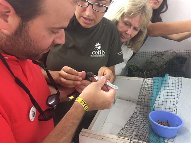 Los centros de Recuperación de Fauna de Baleares reciben anualmente más de 4.000 animales