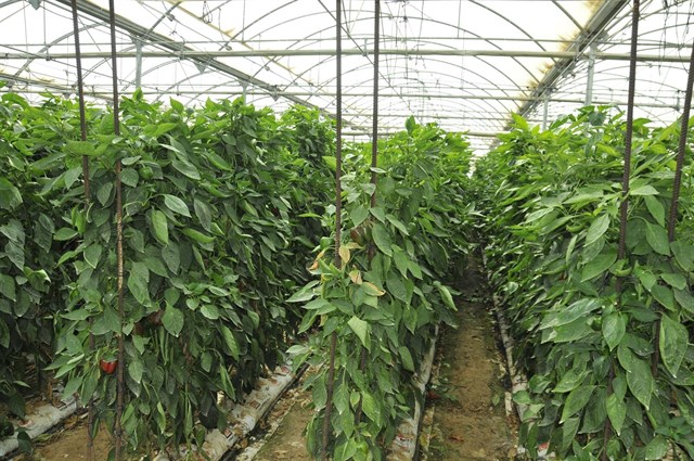 Optimización de la respuesta al incremento de CO2 en cultivos de invernadero en condiciones de clima mediterráneo