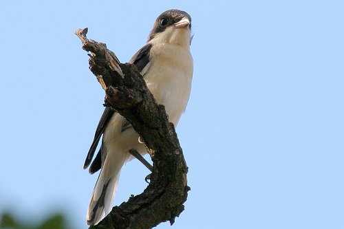 Presentadas en el Zoo de Barcelona las instalaciones del proyecto de cría del alcaudón chico