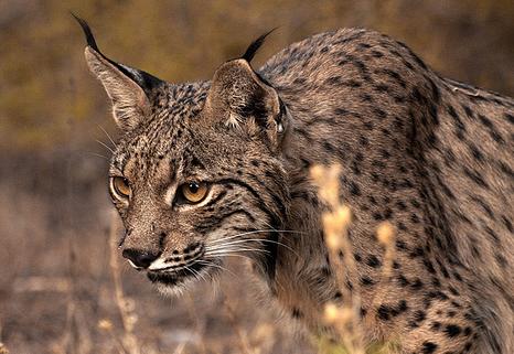 Fallece el lince Cromo como consecuencia de una enfermedad renal