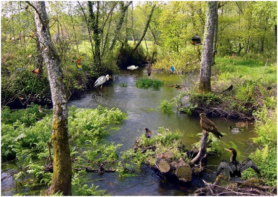 Apréndelo todo sobre la avifauna estés donde estés.