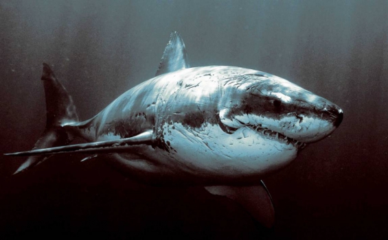 Este temible tiburón es el animal más longevo del mundo: llega a los 500 años