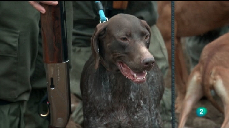 Los ‘peligros’ de la licencia de caza interautonómica