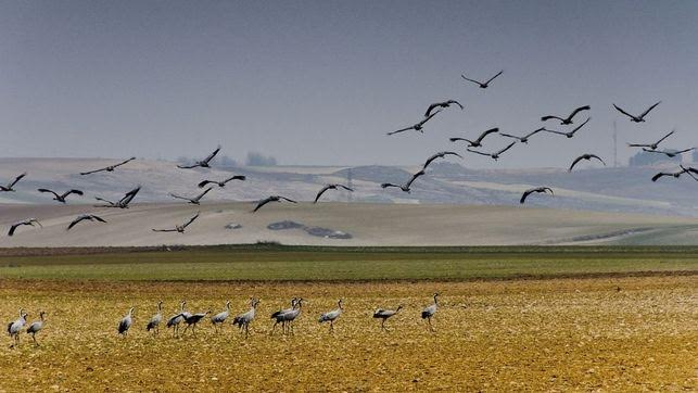 Recurren a la ampliación de la ZEPA de El Hito