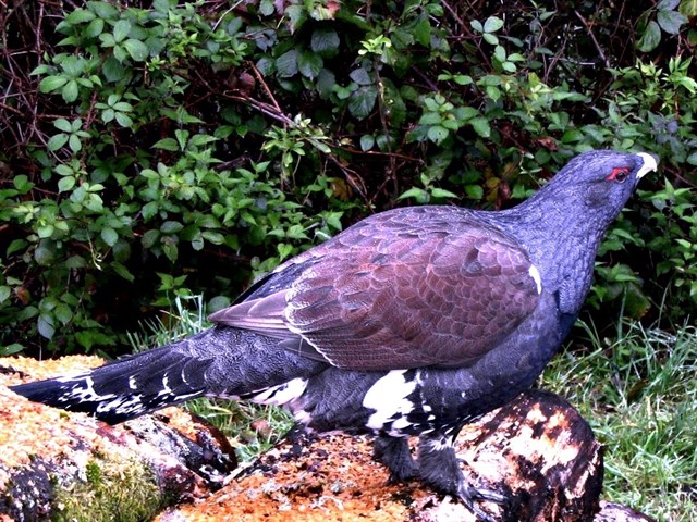 Te explicamos el porqué del declive de los urogallos