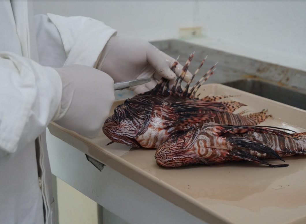 Científicos buscan conservar el ecosistema marino  mediante el consumo del pez león