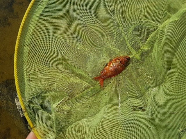 Encuentran una pez originario de Asia oriental en una de las charcas de la Dehesa Municipal de Alpedrete