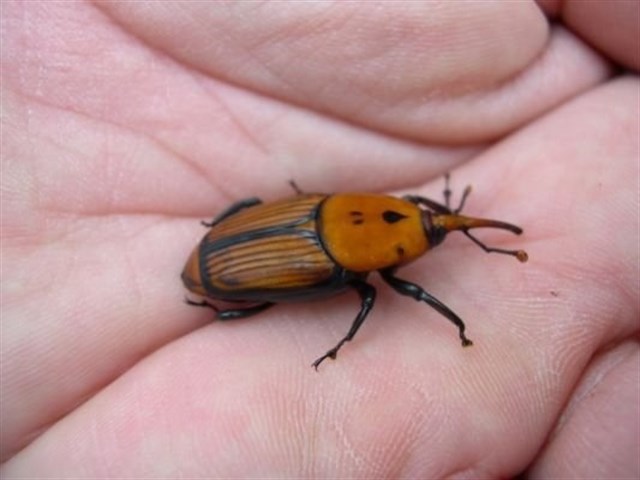 Canarias 1 - Picudo rojo 0