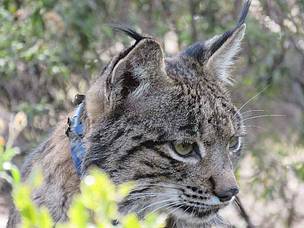 Celebramos 25 años de legislación europea sobre la naturaleza