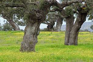 La sostenibilidad ambiental y social de la Política Agrícola Común