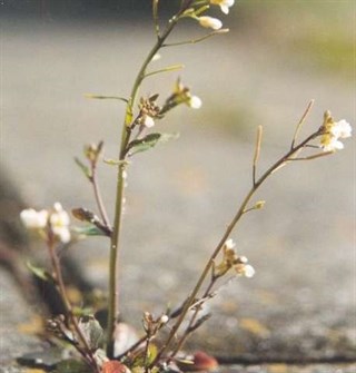 Las plantas usan la Luna en un termómetro para rebrotar