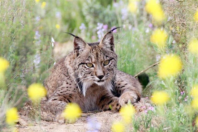 Mueren en Vilches una hembra y dos cachorros de lince ibérico ahogados en una balsa de riego