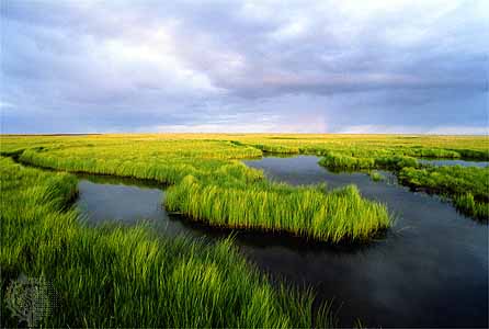 Las marismas pueden absorber CO2 sólo hasta 2050