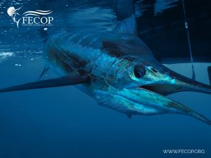 Costa Rica. Urge crear leyes que protejan a los peces vela y marlin
