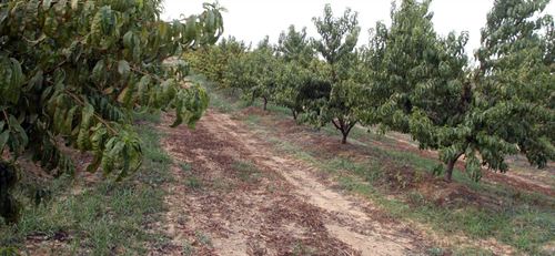 Agricultura insta al arranque de 44 fincas de frutales denunciados por abandono durante el primer semestre en La Rioja