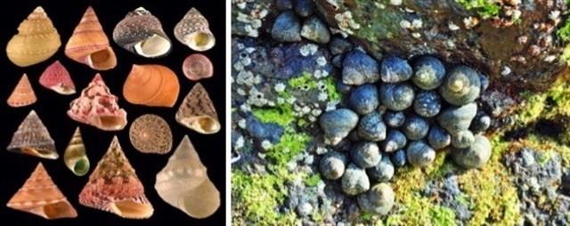Investigadores proponen dividir el género Gibbula de caracoles marinos en tres géneros diferentes