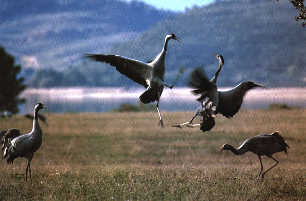 Atlantic Copper mantiene su compromiso ambiental con el Paraje Natural Marismas del Odiel