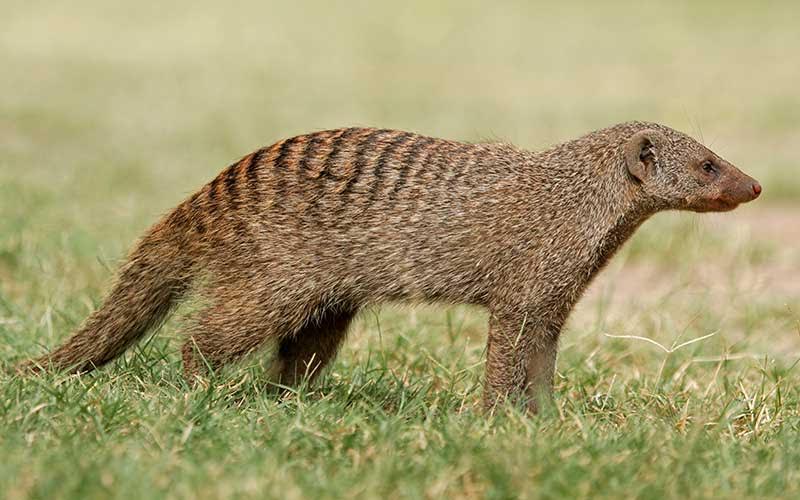 El ‘secreto’ de los animales salvajes longevos