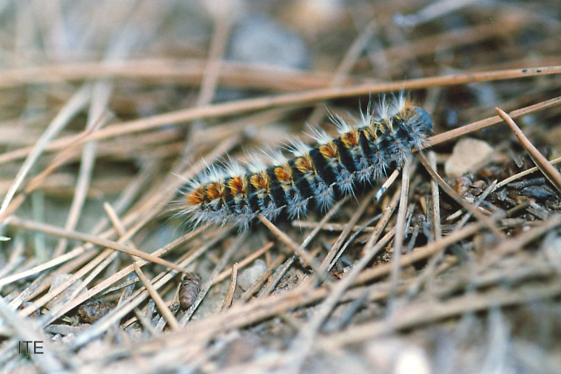 Emplean por primera vez una bacteria para paliar la procesionaria del pino en la provincia
