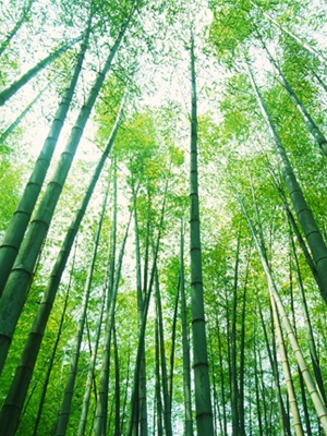 Nueva Iniciativa Utiliza el Bambú como Herramienta Clave para Combatir la Pobreza y el Cambio Climático en America Latina