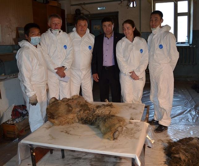 Descubren un rinoceronte lanudo bebé en el subsuelo congelado de Siberia de 24.000 años