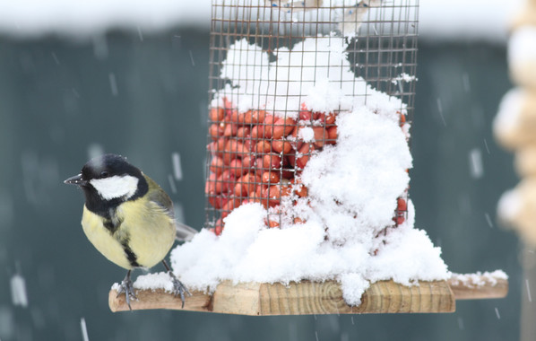 Las aves ‘sufren’ a todos los niveles con el ruido