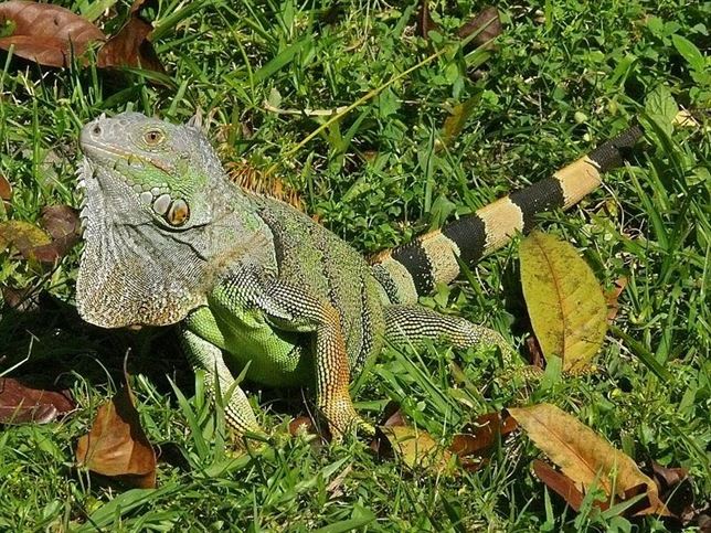 Puerto Rico tiene más iguanas verdes que seres humanos