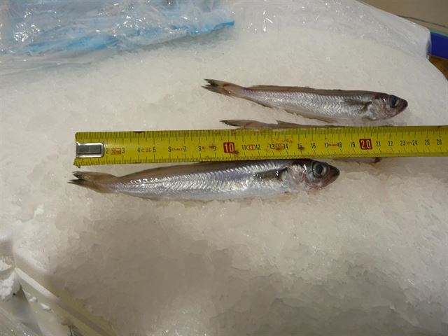 Abren en Huelva 639 expedientes sancionadores por pesca ilegal en lo que va de año