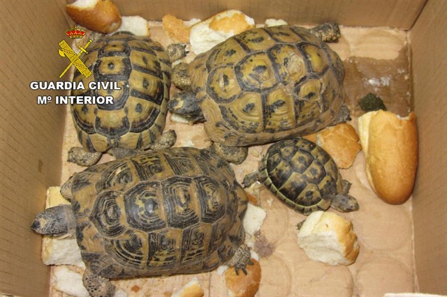 Intervenidos cuatro ejemplares de tortuga mora en el puerto de Almería y un detenido
