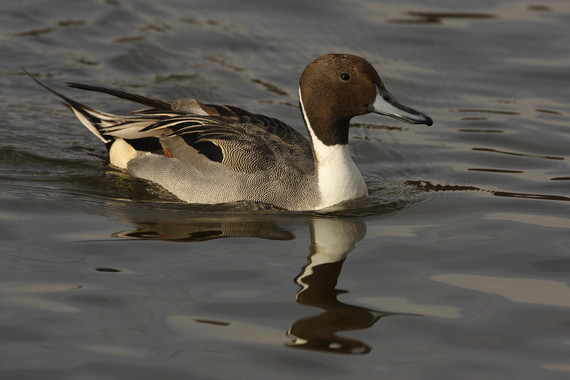 APP para censar aves acuáticas en España