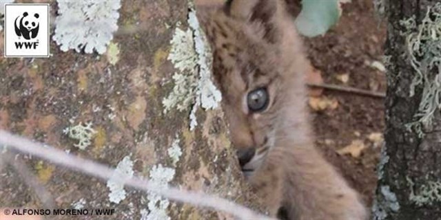 Nacen dos linces en libertad en Sierra Morena (Ciudad Real)