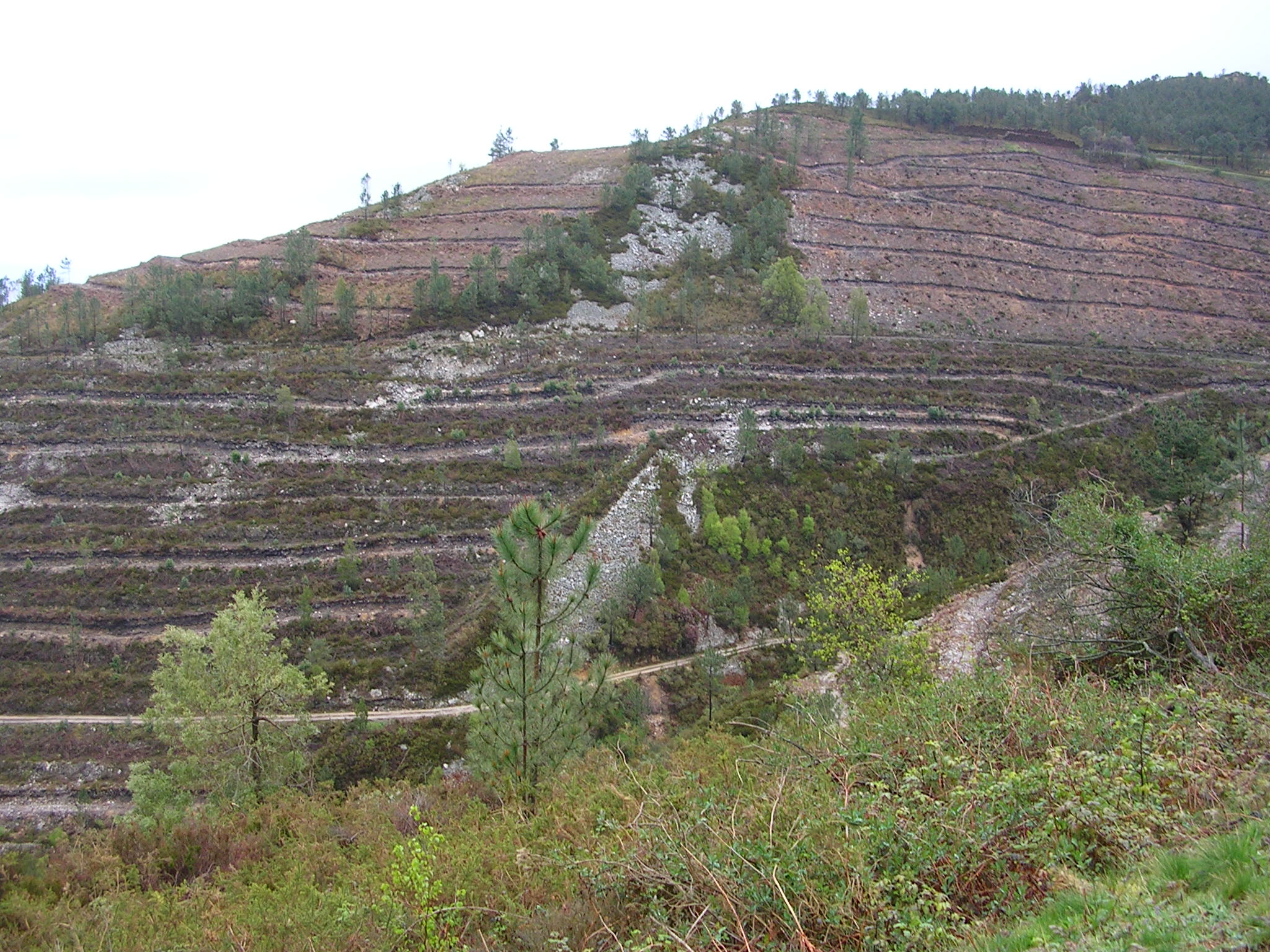 Asturias. No a las fumigaciones con flufenoxuron en los montes asturianos