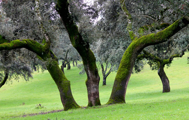 Menos vacas y más ovejas para recuperar las dehesas ibéricas