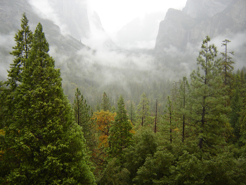 Nuestros bosques están enfermos de colesterol