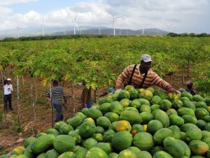 La energía eólica y la agricultura conviven bien en Pedernales