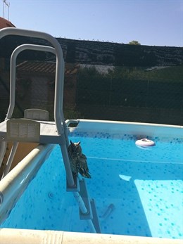 Agentes forestales recogen a un búho chico que se había colado en una piscina particular en Villarejo de Salvanés