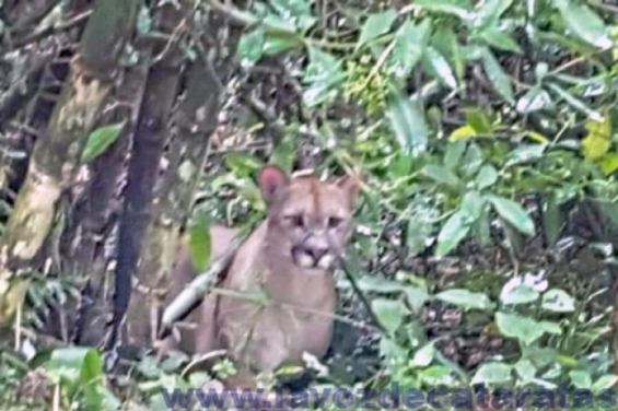 Argentina. Reabrió el Parque Nacional Iguazú con pequeñas restricciones tras encontrarse un puma