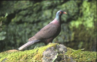La ‘paloma rabiche’ vuelve a los cielos de Canarias